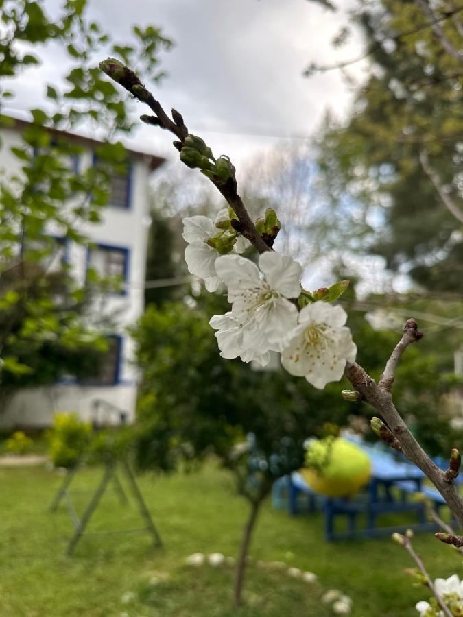 אדרמיט Sakliderebutikotel מראה חיצוני תמונה